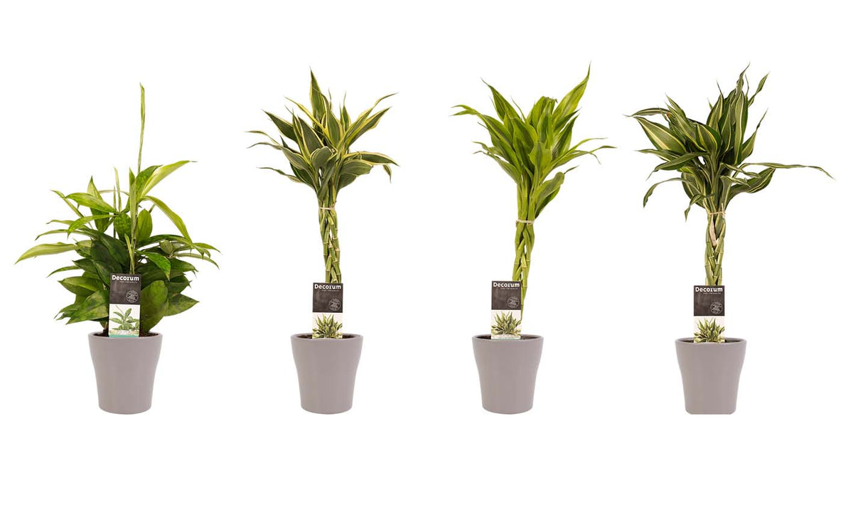 Combi 1X Dracaena Surculosa 1X Dracaena Sandriana White 1X Dracaena Sandriana Victory 1X Dracaena Sandriana Gold Met Anna Taupe