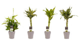 Combi 1X Dracaena Surculosa 1X Dracaena Sandriana White 1X Dracaena Sandriana Victory 1X Dracaena Sandriana Gold Met Anna Taupe