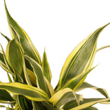 Combi 1X Dracaena Surculosa 1X Dracaena Sandriana White 1X Dracaena Sandriana Victory 1X Dracaena Sandriana Gold Met Anna Taupe