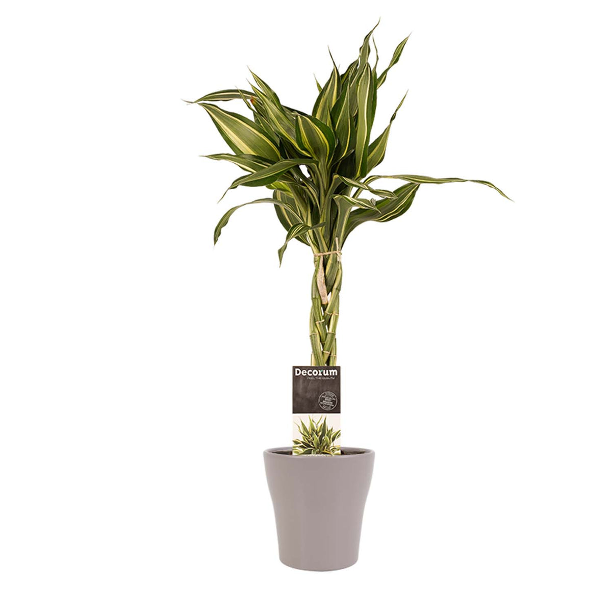 Dracaena Sandriana Victory Met Anna Taupe