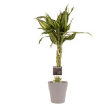 Dracaena Sandriana Victory Met Anna Taupe