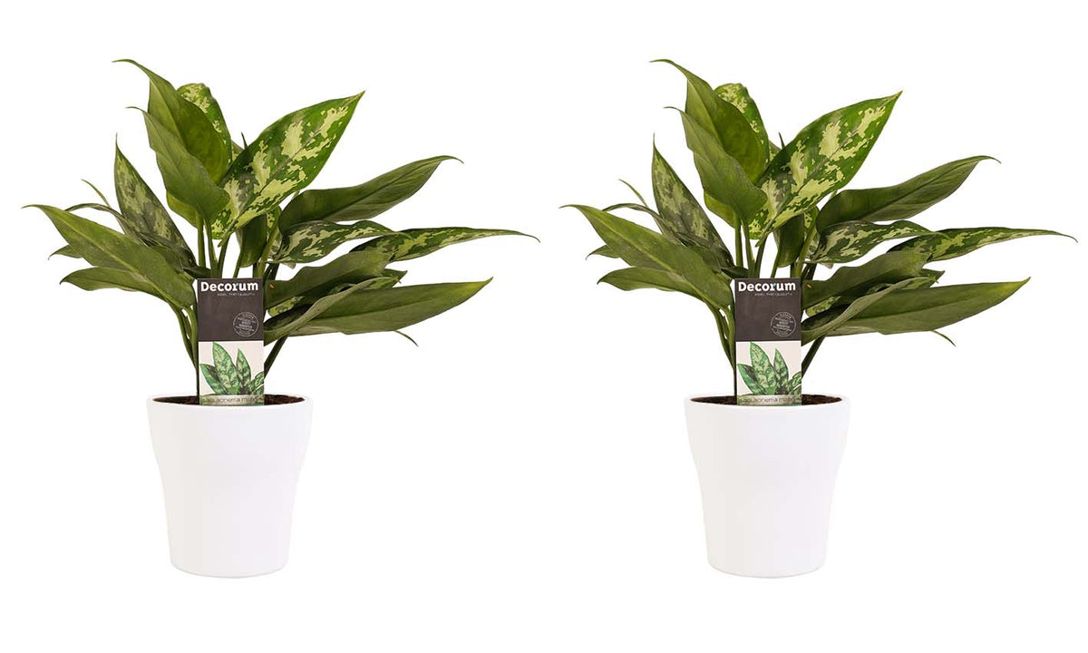 Decorum Duo 2 X Aglaonema Maria Met Anna White