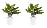 Decorum Duo 2 X Aglaonema Maria Met Anna White