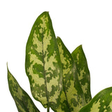Decorum Duo 2 X Aglaonema Maria Met Anna White