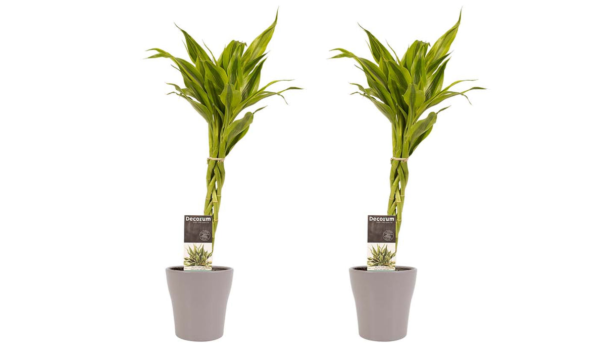 Duo 2 X Dracaena Sandriana Gold Met Anna Taupe