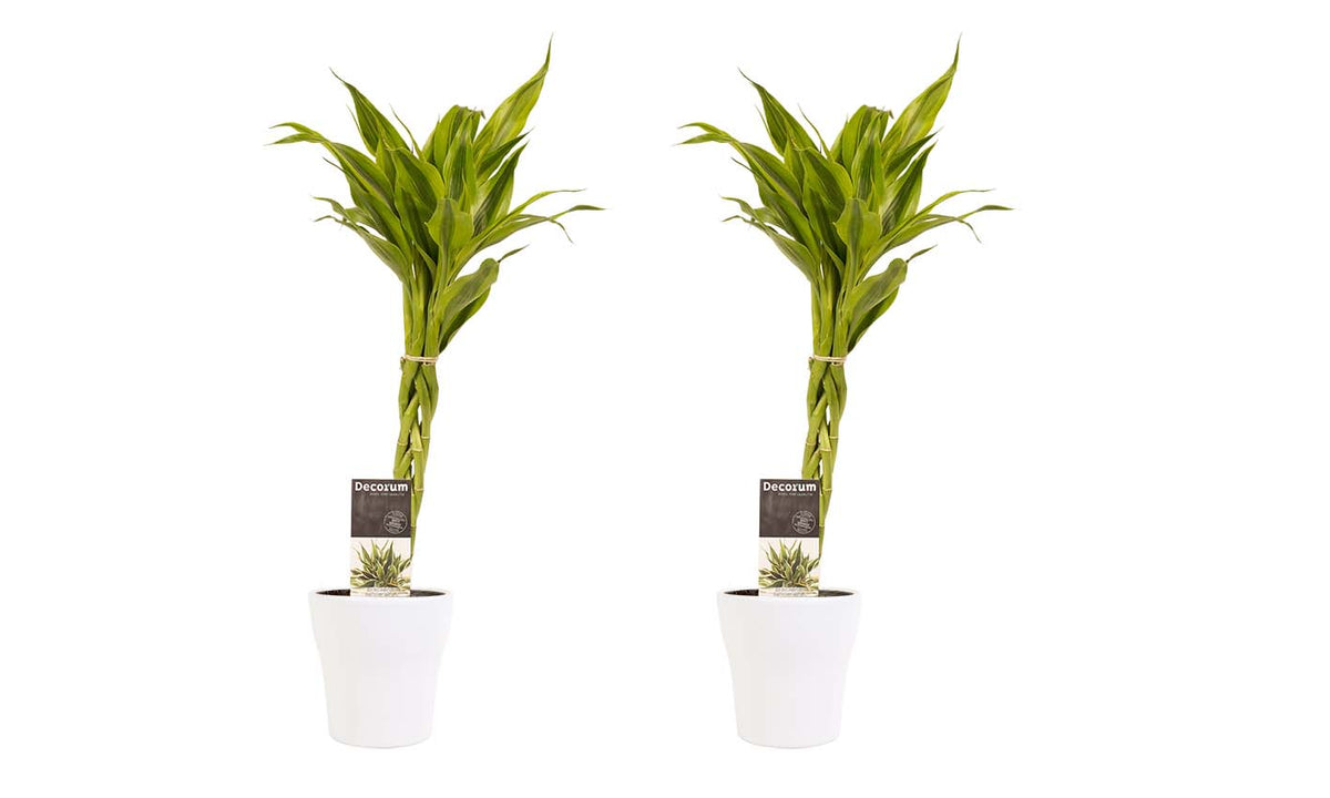 Duo 2 X Dracaena Sandriana Gold Met Anna White