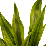 Duo 2 X Dracaena Sandriana Gold Met Anna White