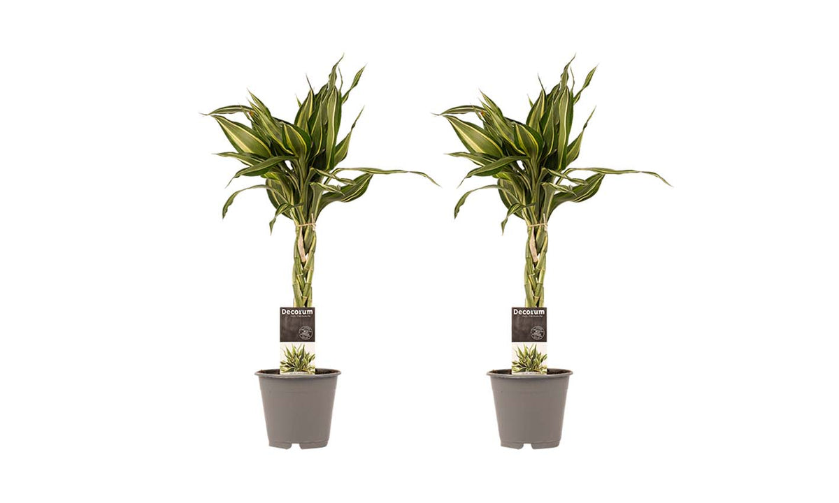 Duo 2 X Dracaena Sandriana Victory