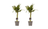 Duo 2 X Dracaena Sandriana Victory