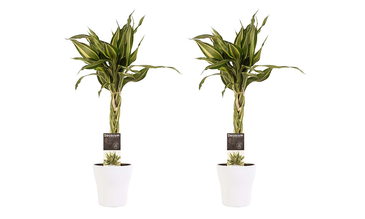 Duo 2 X Dracaena Sandriana Victory Met Anna White