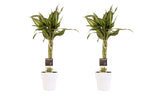 Duo 2 X Dracaena Sandriana Victory Met Anna White