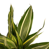 Duo 2 X Dracaena Sandriana Victory Met Anna White