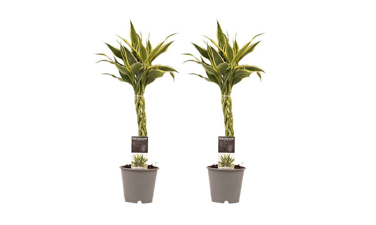Duo 2X Dracaena Sandriana White Met Anna Grey