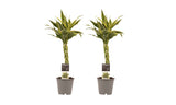 Duo 2X Dracaena Sandriana White Met Anna Grey
