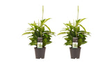 Duo 2 X Dracaena Surculosa