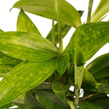 Duo 2 X Dracaena Surculosa