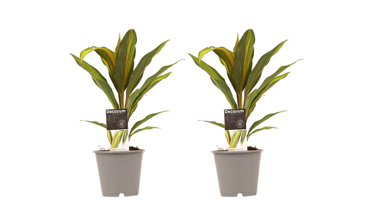 Decorum Duo 2X Cordyline Kiwi