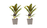 Decorum Duo 2X Cordyline Kiwi