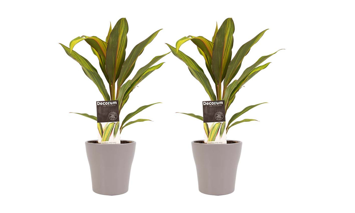 Duo 2X Cordyline Kiwi Met Anna Taupe