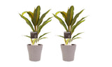 Duo 2X Cordyline Kiwi Met Anna Taupe