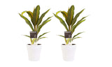 Duo 2X Cordyline Kiwi Met Anna White
