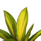 Duo 2X Cordyline Kiwi Met Anna White