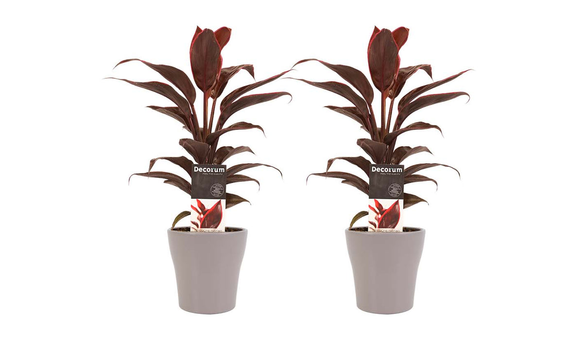 Duo 2X Cordyline Mambo Met Anna Taupe
