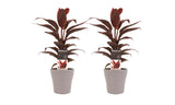 Duo 2X Cordyline Mambo Met Anna Taupe