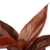 Duo 2X Cordyline Mambo Met Anna Taupe