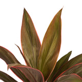 Duo 2X Cordyline Rumba Met Anna White