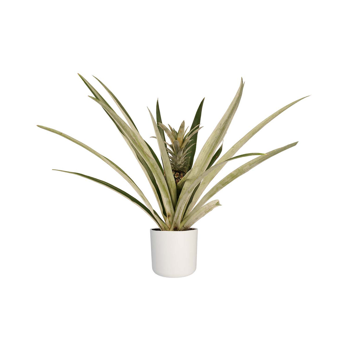 Bromelia Ananas Champaca Met Elho B.for Soft White