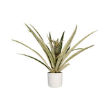Bromelia Ananas Champaca Met Elho B.for Soft White
