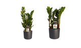 Combi 1 X Zamio Zenzi 1 X Zamio Culcas Met Elho B.for Soft Antracite