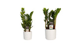 Combi 1X Zamio Zenzi 1X Zamio Culcas Met Elho B.for Soft White