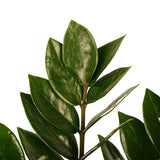 Combi 1X Zamio Zenzi 1X Zamio Culcas Met Elho B.for Soft White