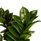 Combi 1X Zamio Zenzi 1X Zamio Culcas Met Elho B.for Soft White