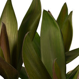 Decorum Cordyline Glauca Met Elho Brussels Antracite