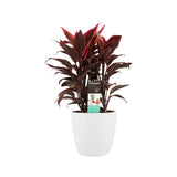 Decorum Cordyline Mambo Toef Met Elho Brussels White
