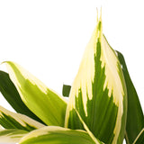 Decorum Cordyline New Conga Met Elho Brussels Antracite
