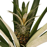 Bromelia Duo 2 X Ananas Champaca Met Elho B.for Soft Antracite