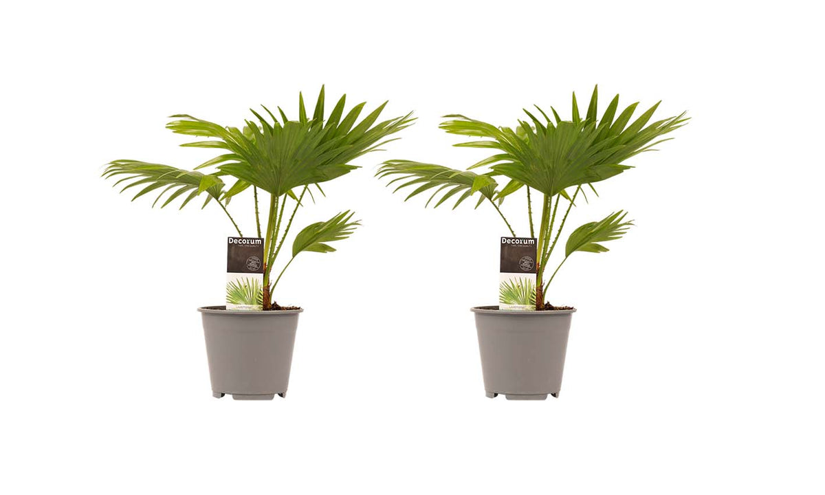 Decorum Duo 2 X Livistona Rotendifolia