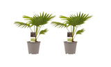 Decorum Duo 2 X Livistona Rotendifolia