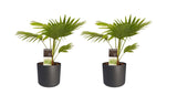 Decorum Duo 2 X Livistona Rotendifolia Met Elho B.for Soft Antracite