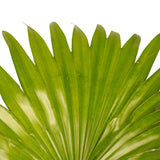 Decorum Duo 2 X Livistona Rotendifolia Met Elho B.for Soft Antracite