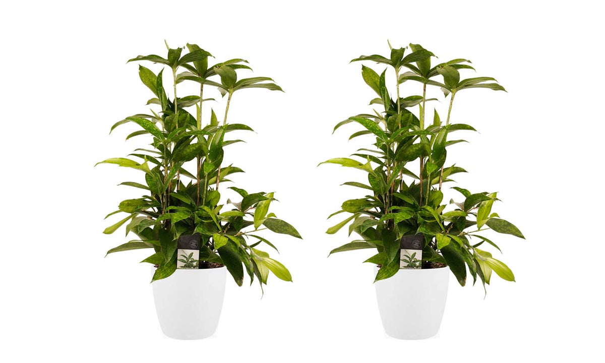 Duo 2X Dracaena Surculosa Met Elho Brussels White