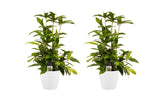 Duo 2X Dracaena Surculosa Met Elho Brussels White