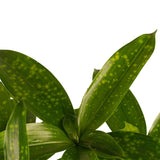 Duo 2X Dracaena Surculosa Met Elho Brussels White