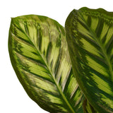 Decorum Calathea Flamestar Met Elho Brussels Living Black