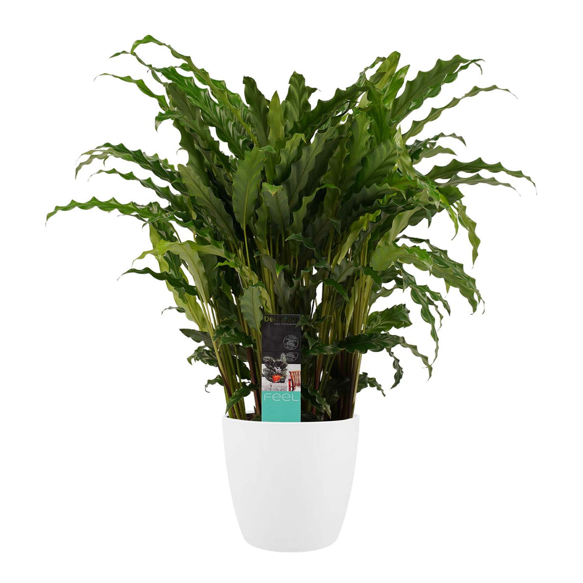 Decorum Calathea Bluegrass Met Elho Brussels White
