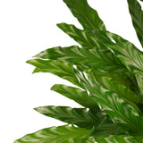 Decorum Calathea Bluegrass Met Elho Brussels White